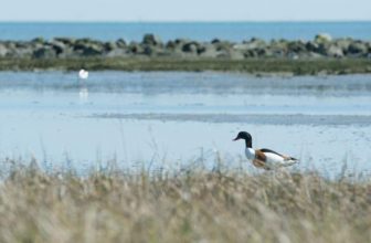 boot waddeneilanden