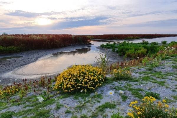 Een kreek bij laag water op de Marker Wadden, met gele bloemen en rode zuring op de oever in avondlicht