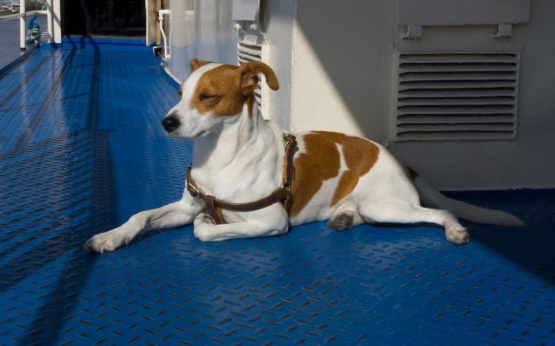 Een bruin met witte hond ligt in de zon op een blauw stalen dek van een veerboot, naast een witte opbouw met een ventilatierooster