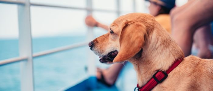 Mag de hond mee op de ferry? Zo werkt het