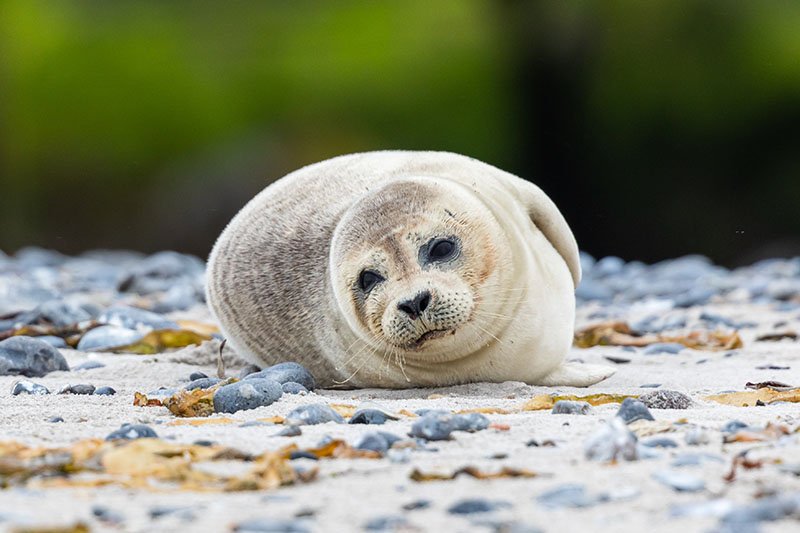 Een zeehond ligt op het kiezelstrand van de Düne bij Helgoland