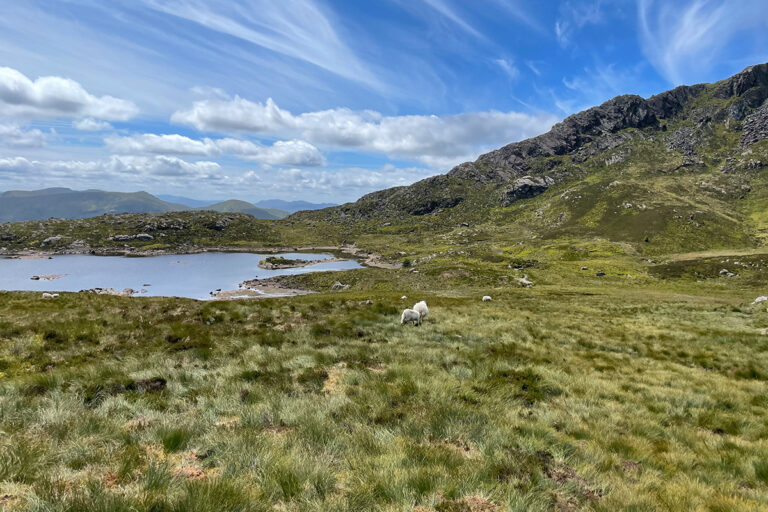 Een paar schapen en een meertje op een vlak gedeelte van de berg Moel Siabod