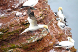 Vogels spotten op Helgoland
